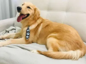 Cachorro raça Golden idade 7 a 11 meses nome Budweiser