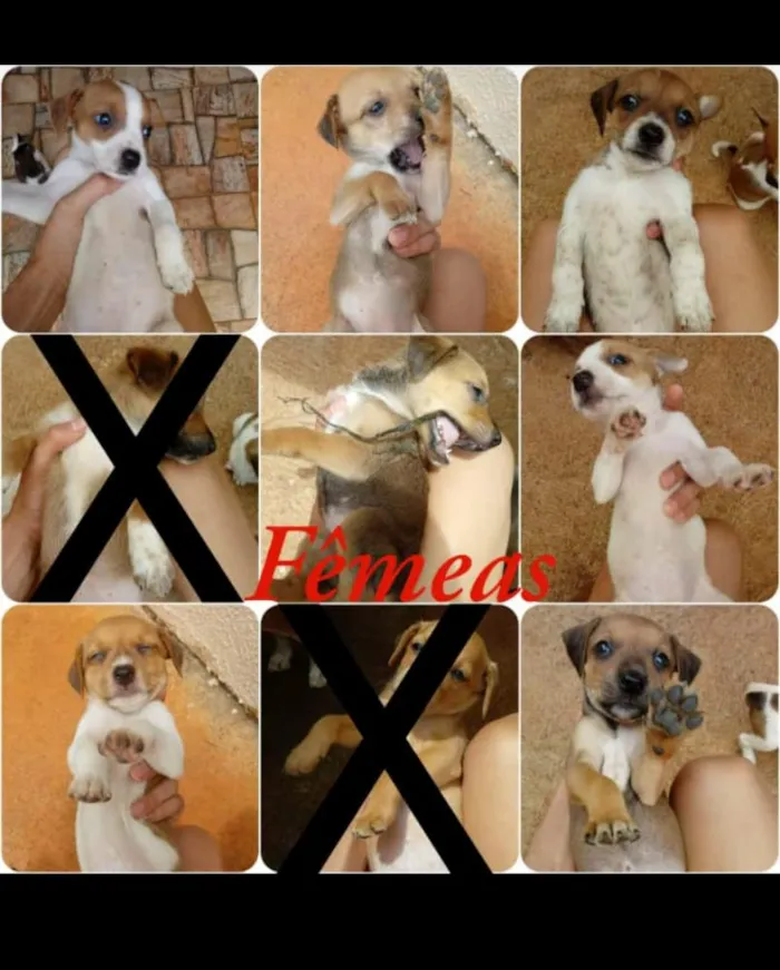 Cachorro raça Vira-lata (FILA C/ VIRA-LATA) idade 2 a 6 meses nome Não tem nomes