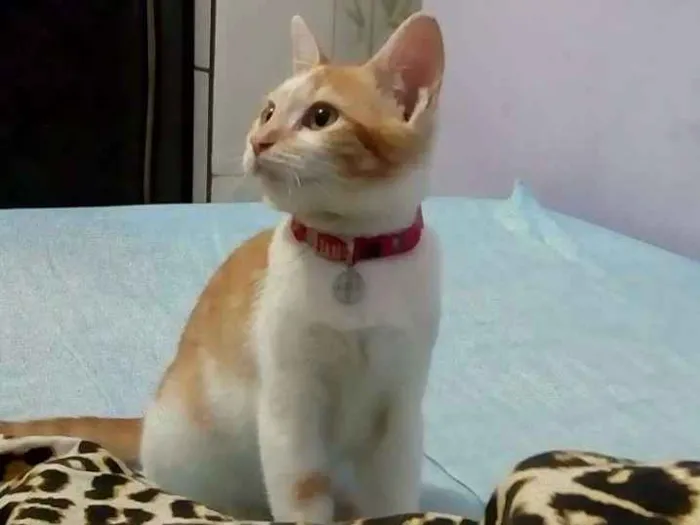 Gato ra a Branca e laranja idade 2 a 6 meses nome Dafne