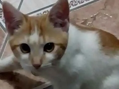 Gato ra a Branca e laranja idade 2 a 6 meses nome Dafne