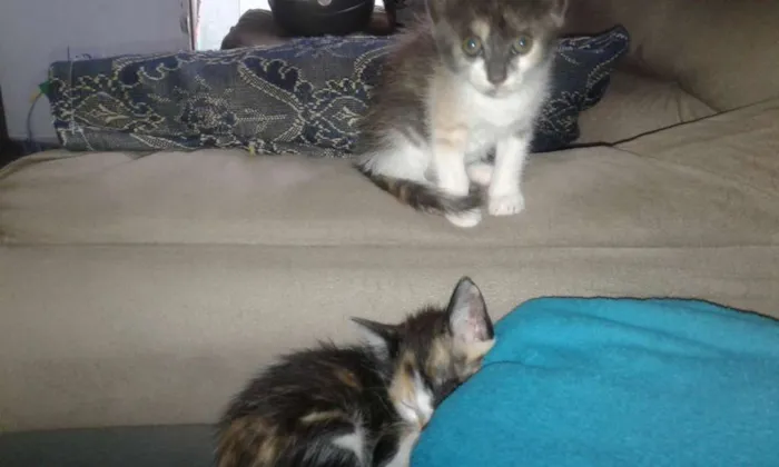 Gato raça Vialata idade 2 a 6 meses nome Irris