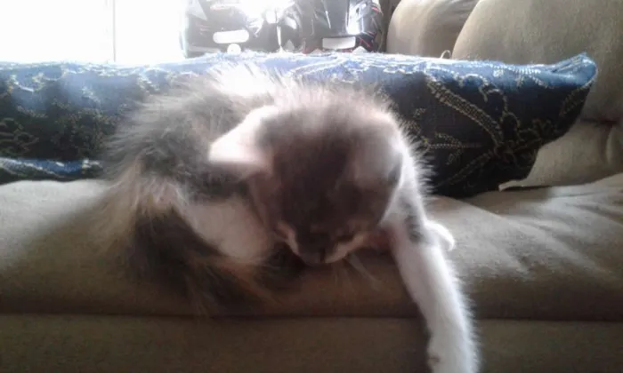 Gato raça Vialata idade 2 a 6 meses nome Irris
