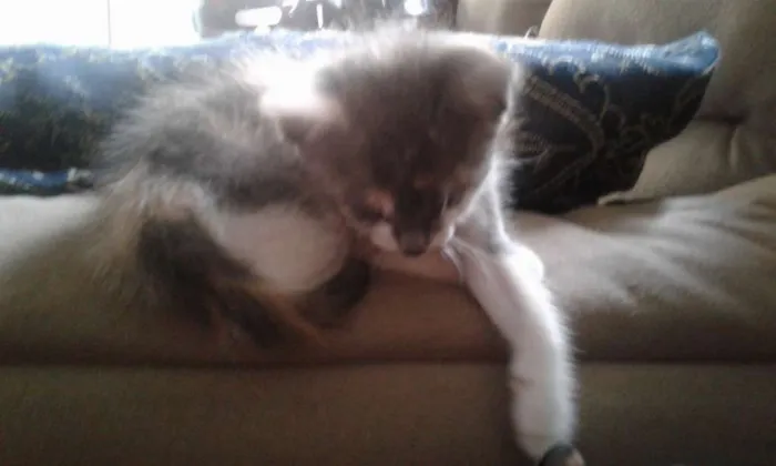 Gato raça Vialata idade 2 a 6 meses nome Irris
