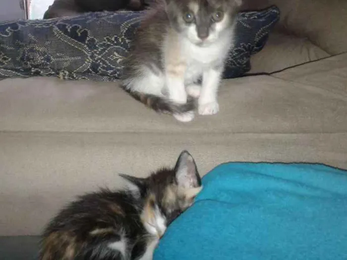 Gato raça Vialata idade 2 a 6 meses nome Irris
