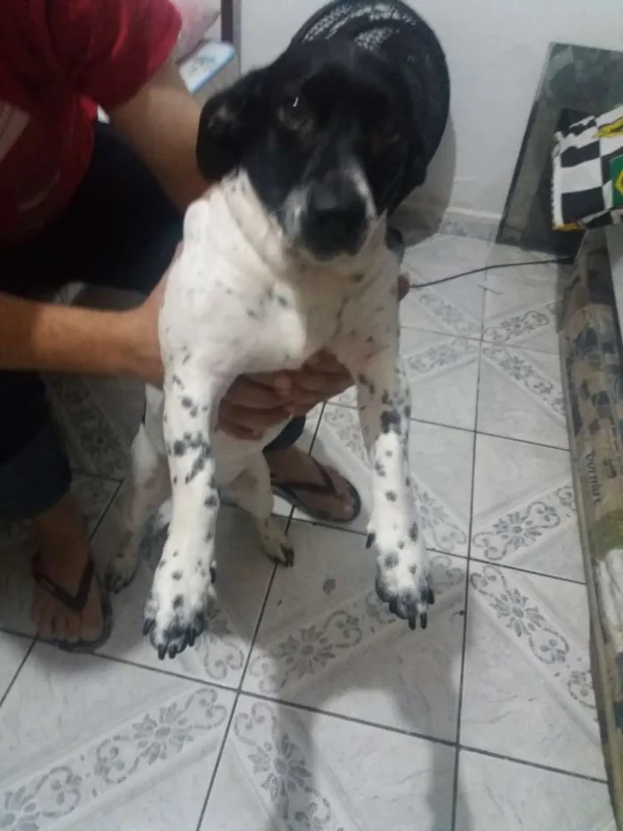 Cachorro ra a  idade 3 anos nome Duke