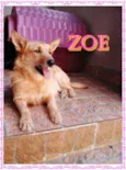 Zoe