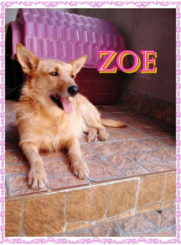Cachorro ra a  idade 6 ou mais anos nome Zoe