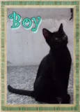 Boy