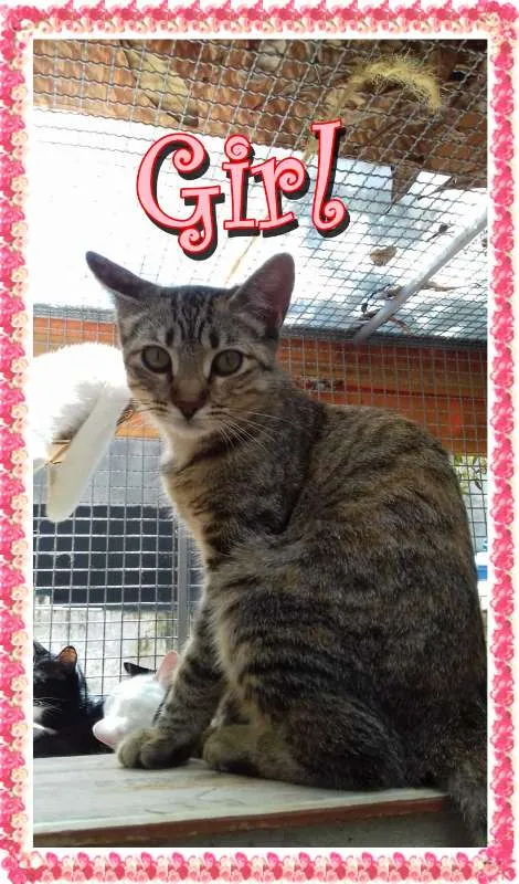 Gato ra a  idade 2 a 6 meses nome Girl