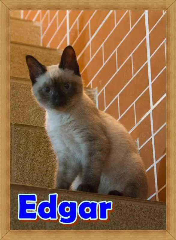 Gato ra a  idade 7 a 11 meses nome Edgar Allan Poe