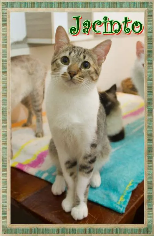 Gato ra a  idade 7 a 11 meses nome Jacinto