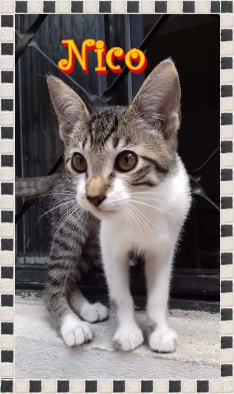 Gato ra a  idade 2 a 6 meses nome Nico