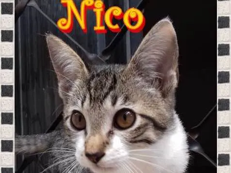 Gato ra a  idade 2 a 6 meses nome Nico