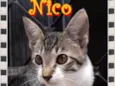 Nico