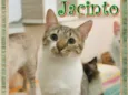 Jacinto