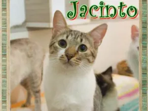 Gato raça  idade 7 a 11 meses nome Jacinto