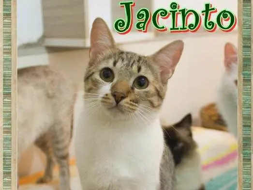 Gato ra a  idade 7 a 11 meses nome Jacinto