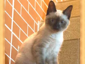 Gato raça  idade 7 a 11 meses nome Edgar Allan Poe