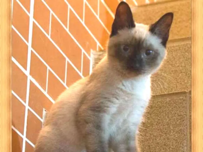 Gato ra a  idade 7 a 11 meses nome Edgar Allan Poe
