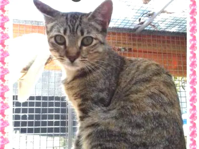 Gato ra a  idade 2 a 6 meses nome Girl