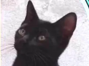 Gato raça  idade 2 a 6 meses nome Boy