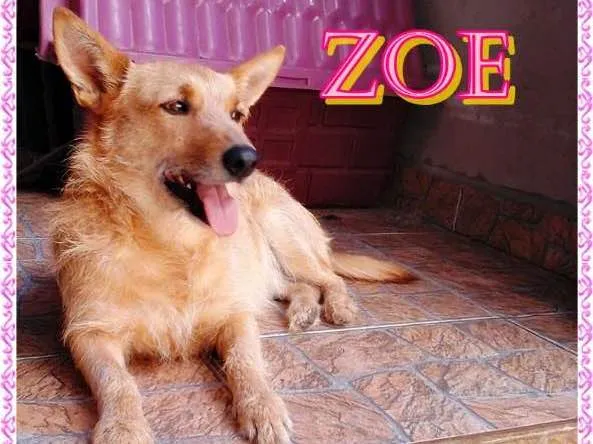 Cachorro ra a  idade 6 ou mais anos nome Zoe