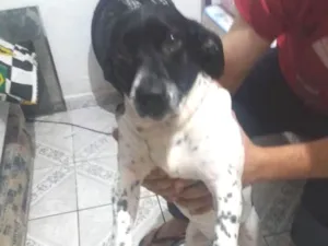 Cachorro raça  idade 3 anos nome Duke