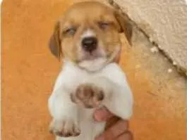 Cachorro raça Vira-lata (FILA C/ VIRA-LATA) idade 2 a 6 meses nome Não tem nomes