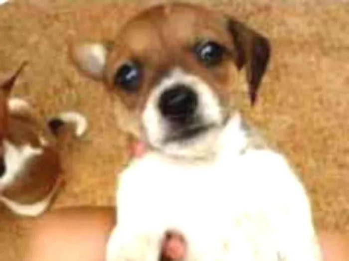 Cachorro raça Vira-lata (FILA C/ VIRA-LATA) idade 2 a 6 meses nome Não tem nomes