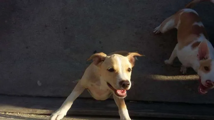 Cachorro raça SRD idade Abaixo de 2 meses nome Sem nome 