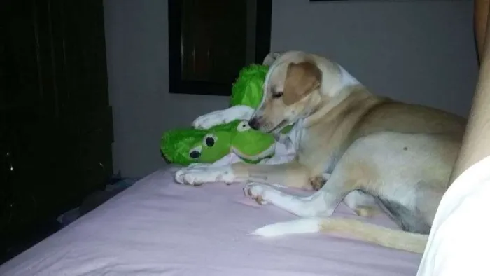 Cachorro raça SRD idade Abaixo de 2 meses nome Sem nome 