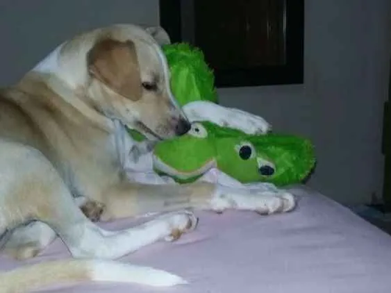 Cachorro raça SRD idade Abaixo de 2 meses nome Sem nome 
