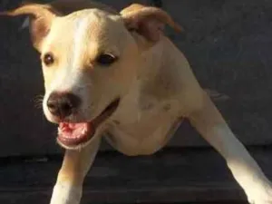 Cachorro raça SRD idade Abaixo de 2 meses nome Sem nome 