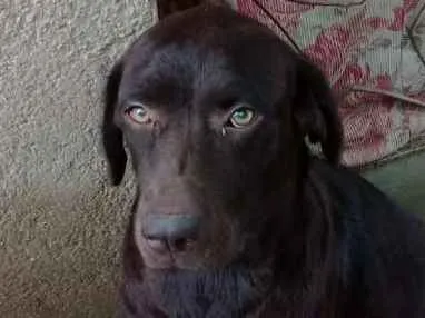 Cachorro ra a Labrador idade 2 anos nome Malú