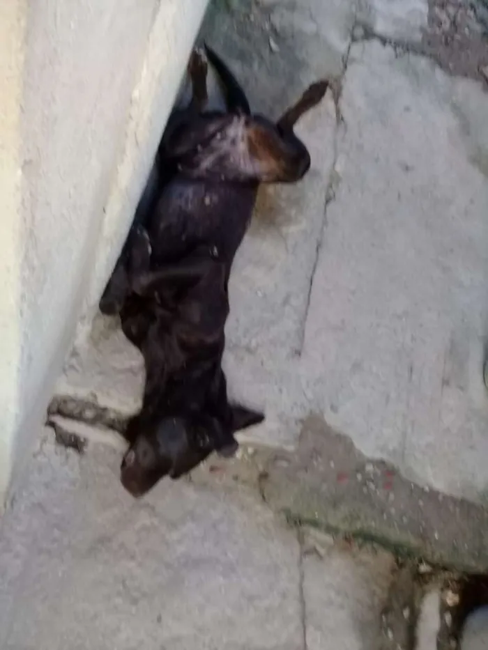 Cachorro ra a Labrador idade 2 anos nome Malú