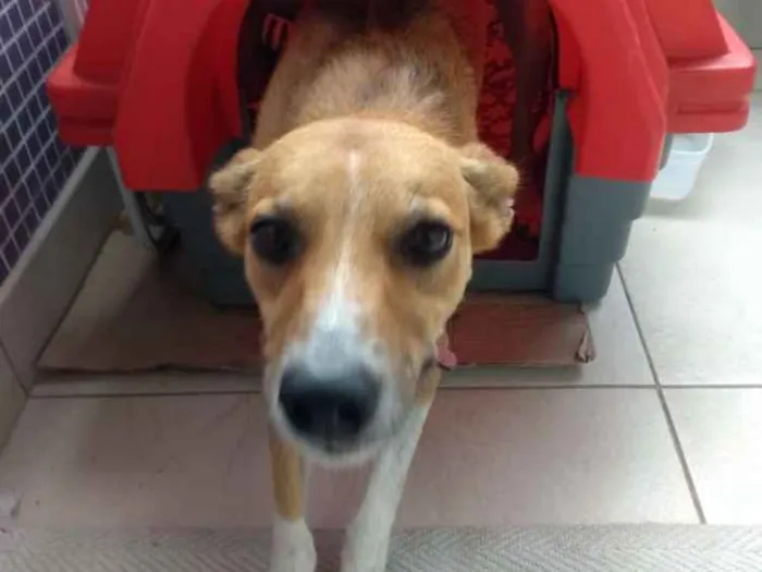 Cachorro ra a Srd idade 2 anos nome Simba