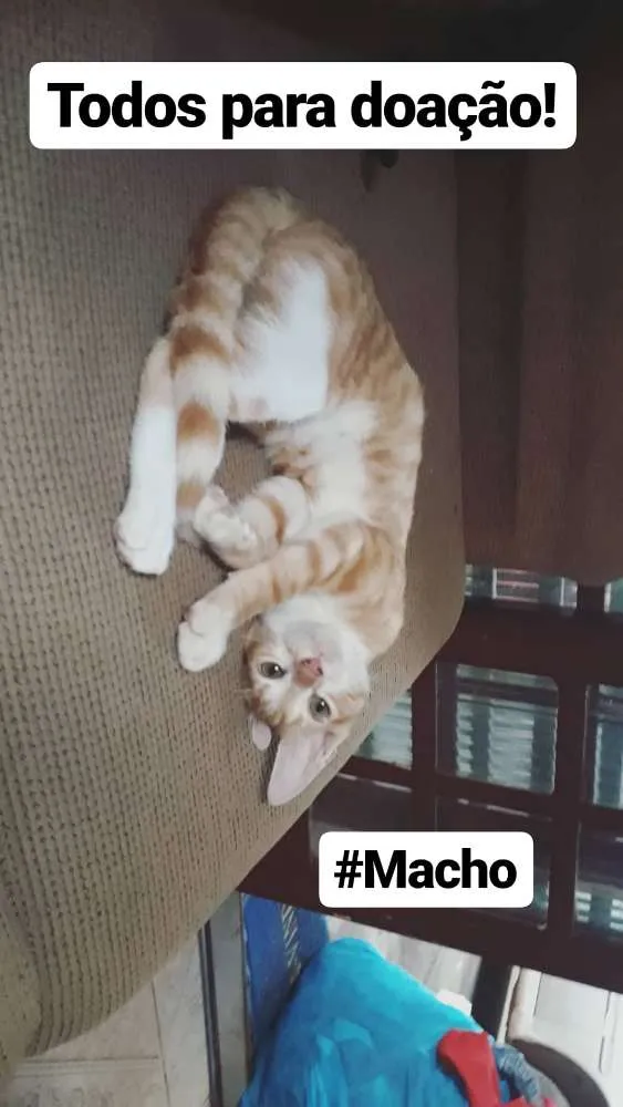 Gato ra a - idade Abaixo de 2 meses nome Leon, Gordinha, Niko