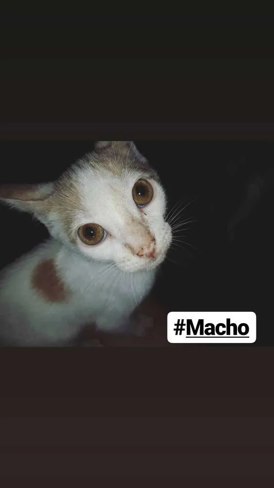 Gato ra a - idade Abaixo de 2 meses nome Leon, Gordinha, Niko