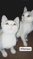 Leon, Gordinha, Niko