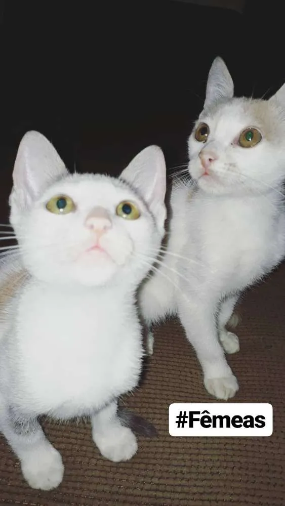 Gato ra a - idade Abaixo de 2 meses nome Leon, Gordinha, Niko