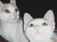 Leon, Gordinha, Niko