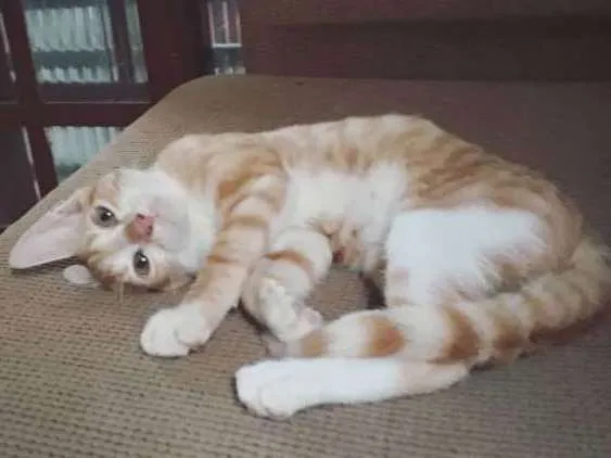 Gato ra a - idade Abaixo de 2 meses nome Leon, Gordinha, Niko