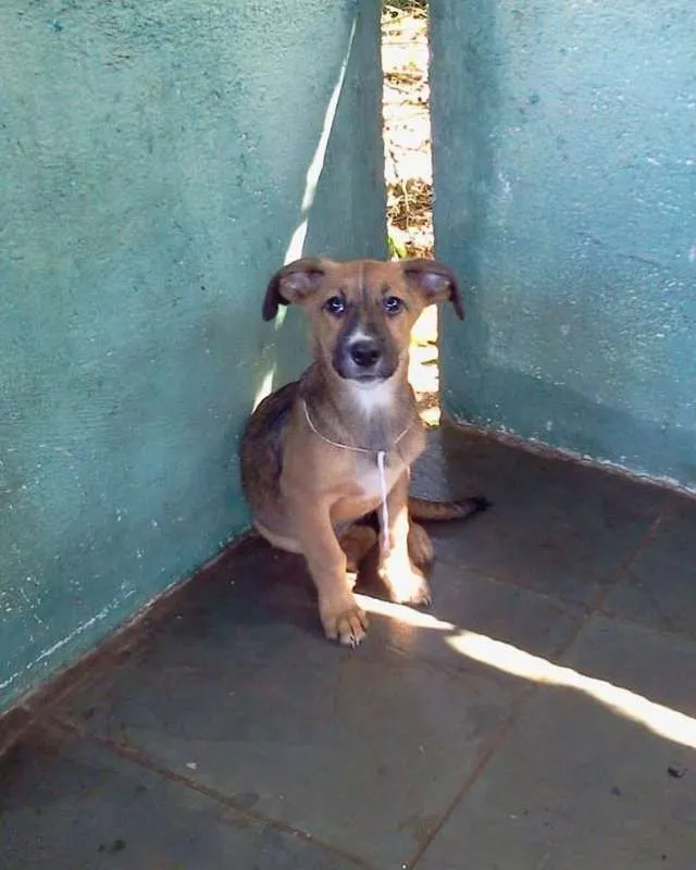 Cachorro raça SRD idade 2 a 6 meses nome Barrica