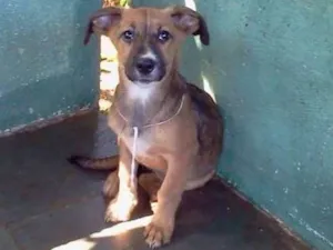 Cachorro raça SRD idade 2 a 6 meses nome Barrica