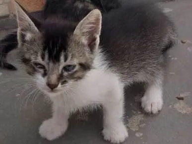 Gato raça Sem raça  definida idade 2 a 6 meses nome Mimosas