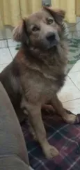 Dingo