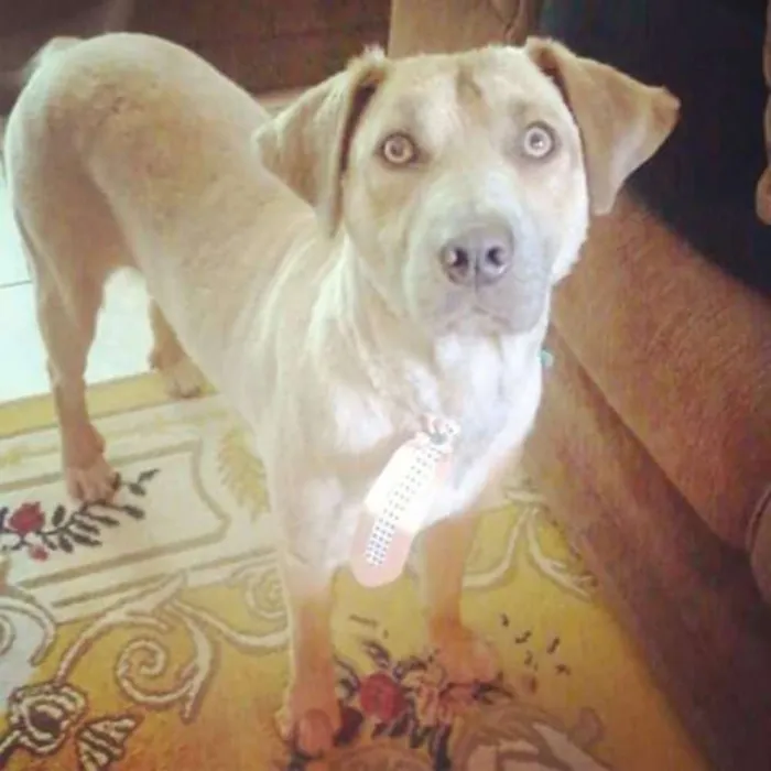 Cachorro ra a Srd idade 3 anos nome Dingo