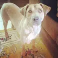 Dingo