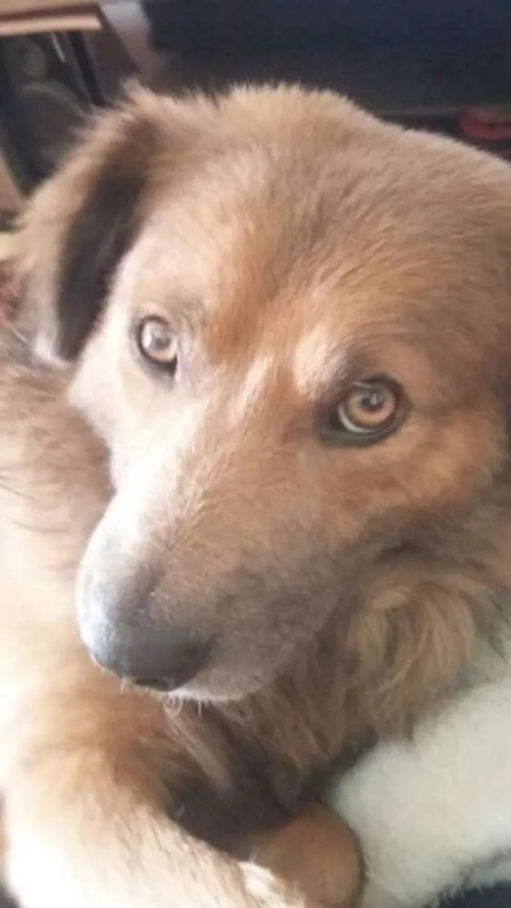 Cachorro ra a Srd idade 3 anos nome Dingo