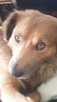 Dingo